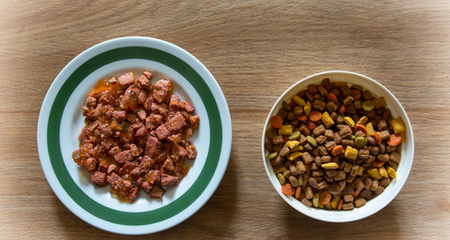 Dry Food vs Moist Food for Your Dog