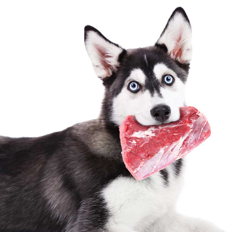 Raw Dog Food for your Furry Friends